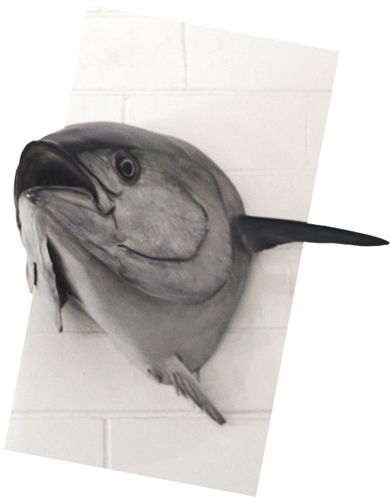 Taxidermied Blue Fin Tuna mounted on the wall